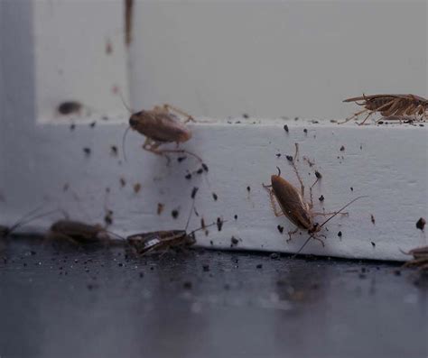 Cockroach Infestation