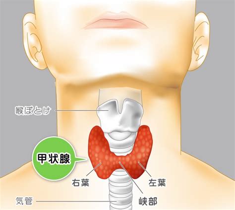 台東区で甲状腺疾患の専門医がいる内科上野浅草通りクリニック