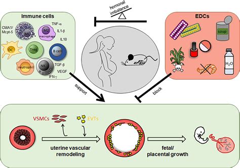 Frontiers Immune Cells In The Uterine Remodeling Are They The Target