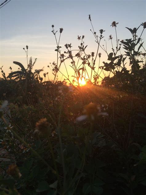 The Sun Is Setting Behind Some Weeds