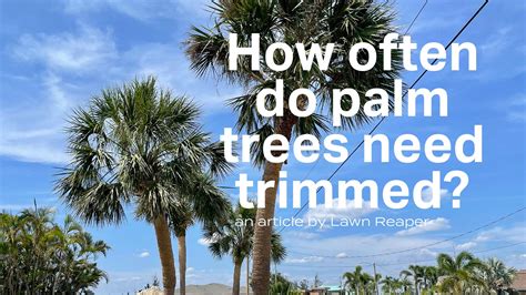 How often do my palm trees need trimmed?