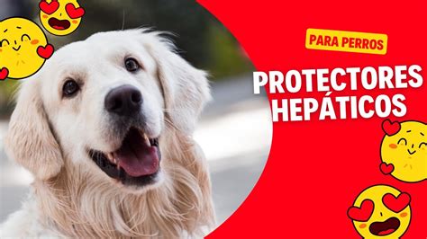 Protectores Hep Ticos En Perros Y Gatos Youtube