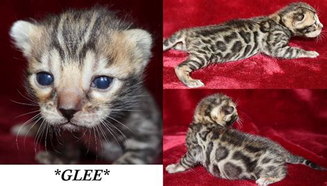 Glee - Brown Spotted Female Bengal Kitten - KotyKatz Bengals