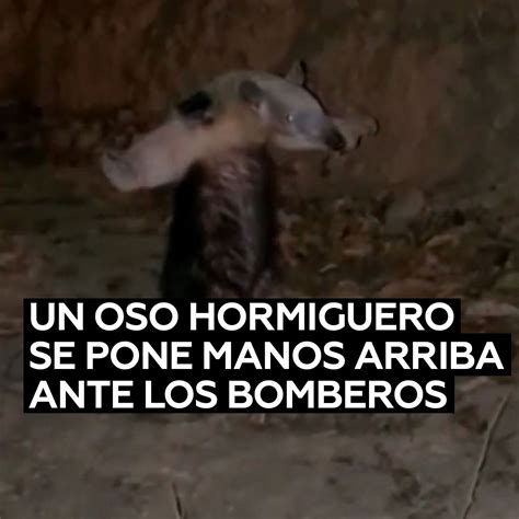 Meme Del Oso Hormiguero