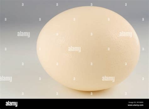 Ostrich, common ostrich (Struthio camelus), Ratites, Animals, Birds, Ostrich egg Stock Photo - Alamy