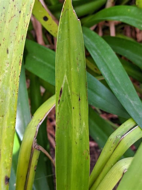 Cymbidium Orchid Virus