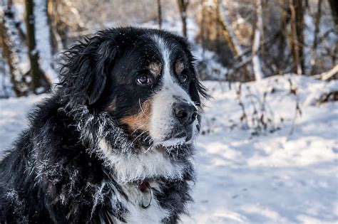 Photo Gratuite Bouvier Bernois Berner Sennen Suisse Schweizer