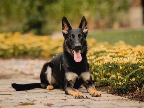 Mostly Black German Shepherd Puppy