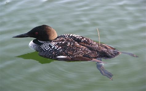 Winged Wednesday: Early migration shows loon flight path | Great Lakes Echo