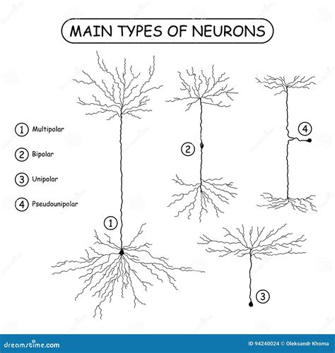 Types Of Neurons