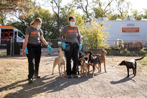 Tri-City Animal Shelter & Adoption Center Assists With 40 Dogs