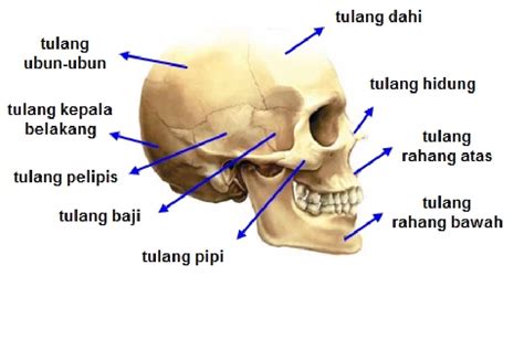 Daftar Tulang Di Area Kepala Dan Wajah Manusia - SECANGKIR TERAPI