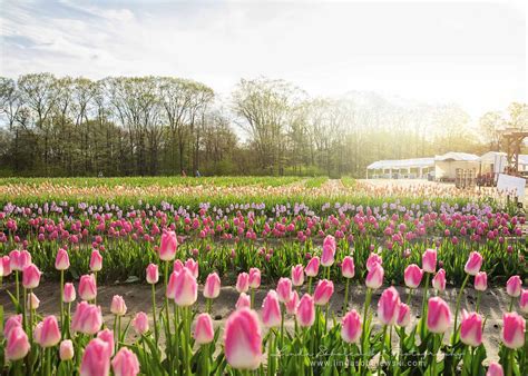 Tulip Farm (Westbrook, Connecticut Family Photographer)