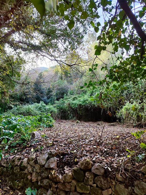 Les Brigades Natura Treballen En La Murta Per A Conservar Plantes