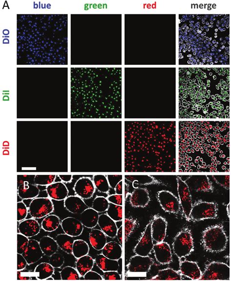 Fluorescence Micrographs Of Cells Incubated For H With Nanoparticles