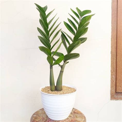 Jual Pohon Dolar Zamia Tanaman Hias Indoor Zamia Dollar Dolar Zamia