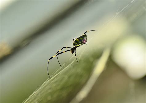 Fondos de pantalla jardín criatura naturaleza fotografía insecto