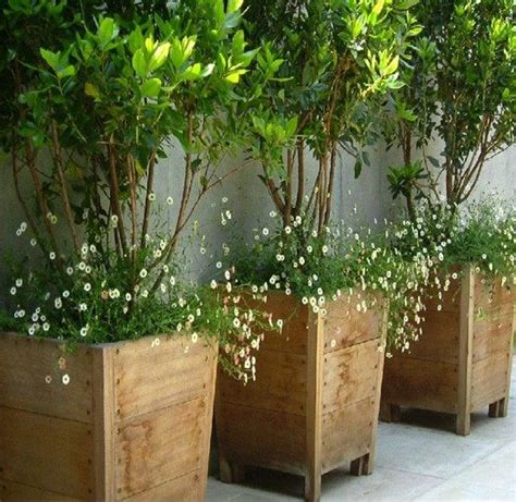 Plantas De Exterior Ideas Para Un Jardín De Ensueño