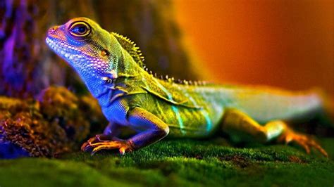 Cute Lizard Wallpapers - Wallpaper Cave