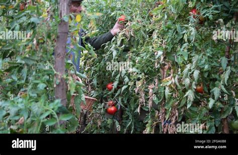 Vegetable Farm Worker Stock Videos Footage HD And 4K Video Clips