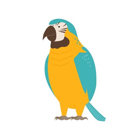 Premium Vector Standing Macaw Simple Hand Drawn Style Bird Illustration