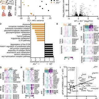 AHR Deficiency Alters The Transcriptome Of Intestinal Eosinophils A