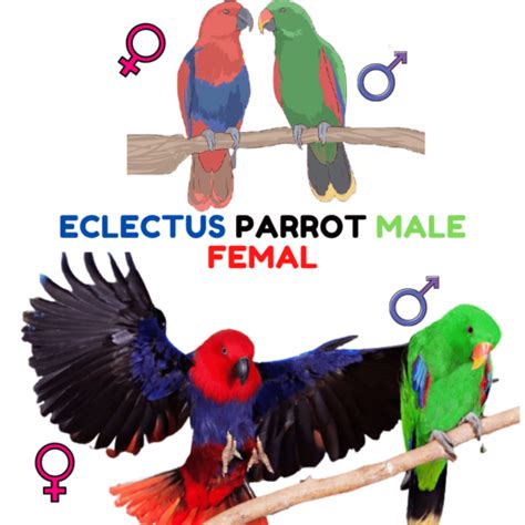 How To Know The Sex Of A Parrot African Grey Parrot