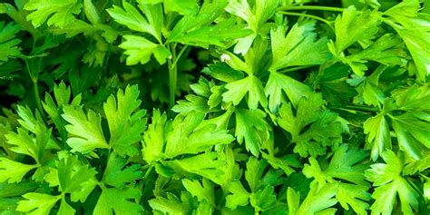 Top 10 Easy To Grow Herbs Zamnesia