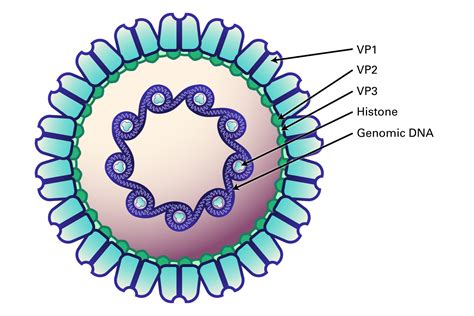 Polyomaviridae SV40 LSBio