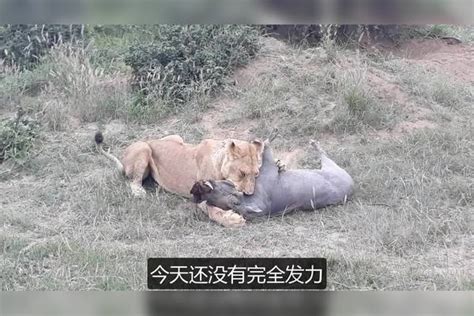 疣猪被狮子抓获，聪明的疣猪装死欺骗狮子，准备趁机逃跑