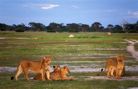 Zimbabwe Wildlife Photos – Award winning images & pictures!