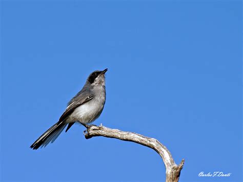 Naturaleza En San Francisco Del Monte De Oro TACUARITA AZUL