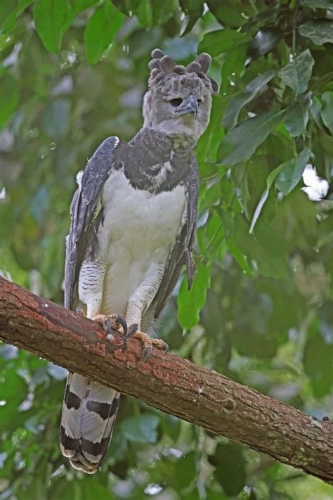 15 Harpy Eagle Facts Most Powerful Eagle In The World