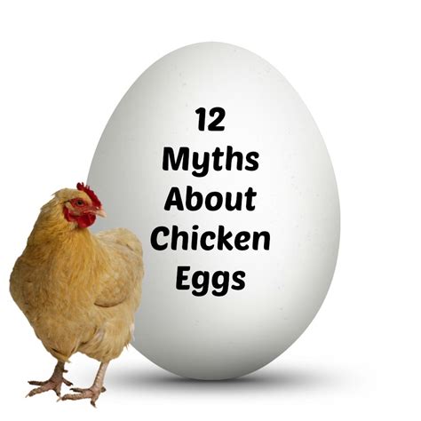 12 Myths About Chicken Eggs The Mis Adventures Of A Homesteadin Mama