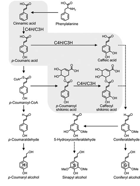 Figure 1 From Membrane Protein Complexes Catalyze Both 4 And 3 Hydroxylation Of Cinnamic Acid