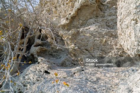 Fossilized Coral Deposits Stock Photo Download Image Now April