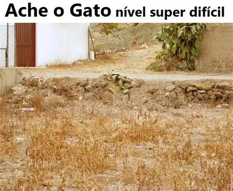 Ache o gato nível super difícil