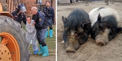 Peste Suina Abbattuti I Maiali Del Rifugio Cuori Liberi Rdd