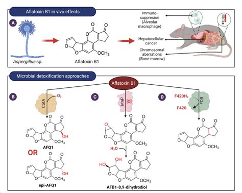 In Vivo Effects Of Aflatoxin B1 And Microbial Detoxification