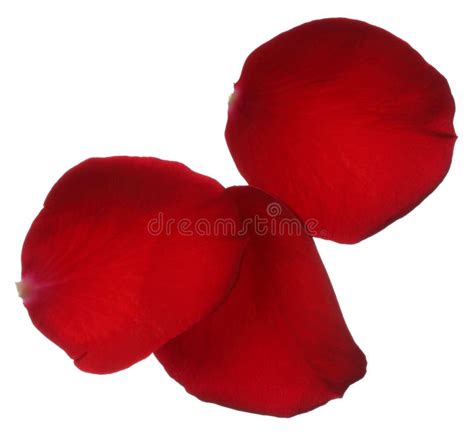 Three Red Rose Petals Isolated On White Background Stock Image Image