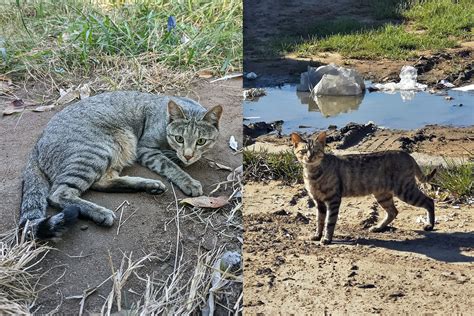 Survival Of Some Small Wildcats At Risk Due To Housecat Hybrids South