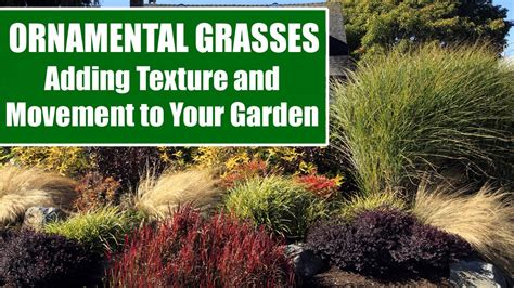 ornamental grasses adding texture  movement   garden youtube