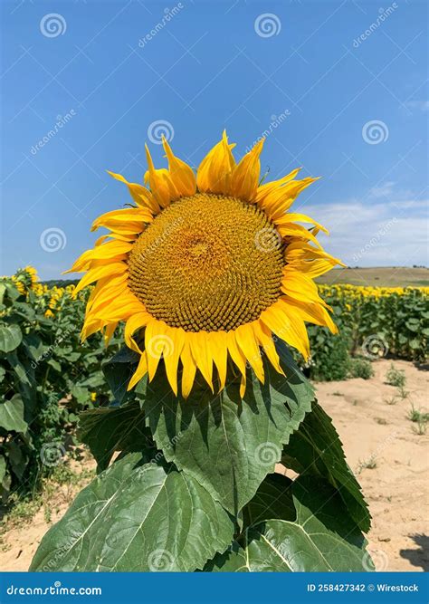 Fotografia Vertical De Um Grande Girassol Num Campo Num Dia Ensolarado