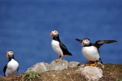 Atlantic Puffin Flight Newfoundland Canada - Photo & Travel Idea Canada