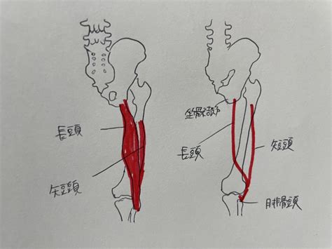 大腿二頭筋 龍ヶ崎市にある整体院 すーさん夫婦の整体院