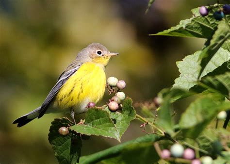 Bird of the Day: Magnolia Warbler (Fall Plumage) — Home