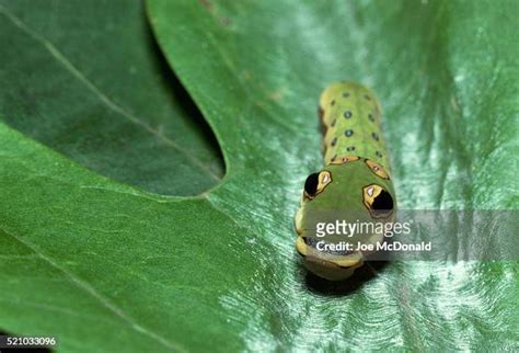 Swallowtail Caterpillar Photos And Premium High Res Pictures Getty Images