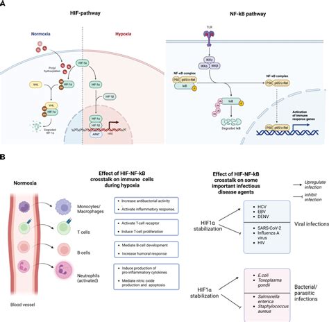 Frontiers Crosstalk Between Hypoxic Cellular Micro Environment And