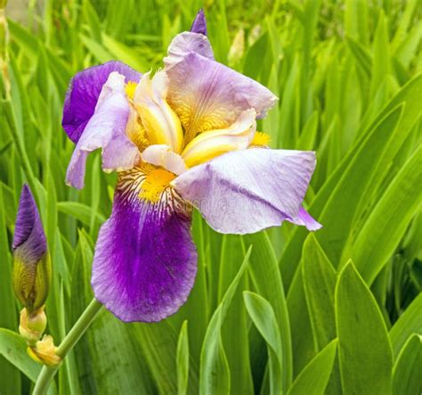 Purple Iris Plant in Spring Stock Photo - Image of purple, iris: 184522718