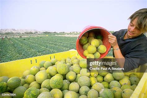 Cantaloupe Field Photos And Premium High Res Pictures Getty Images